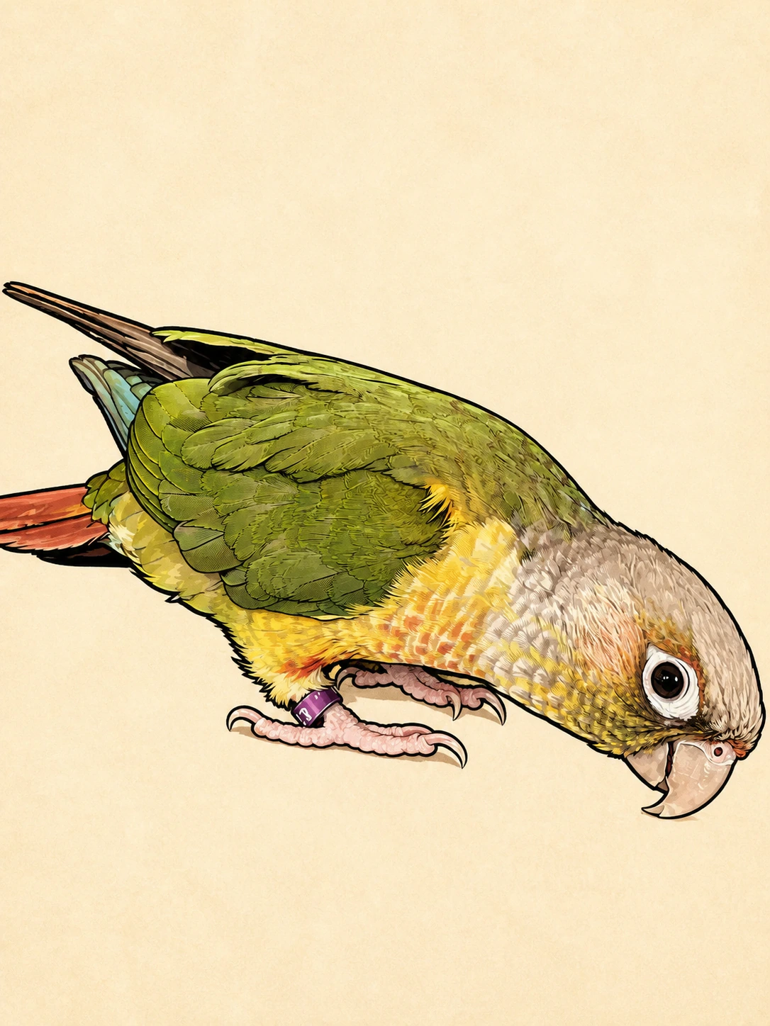 Ink-and-marker illustration of Aggie leaning forward with her head lowered and her red tail feathers showing.